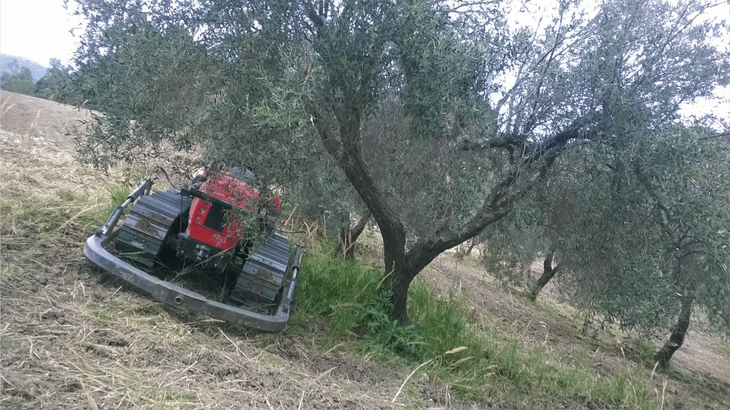 Controllo diretto su tutte le fasi di crescita e produzione